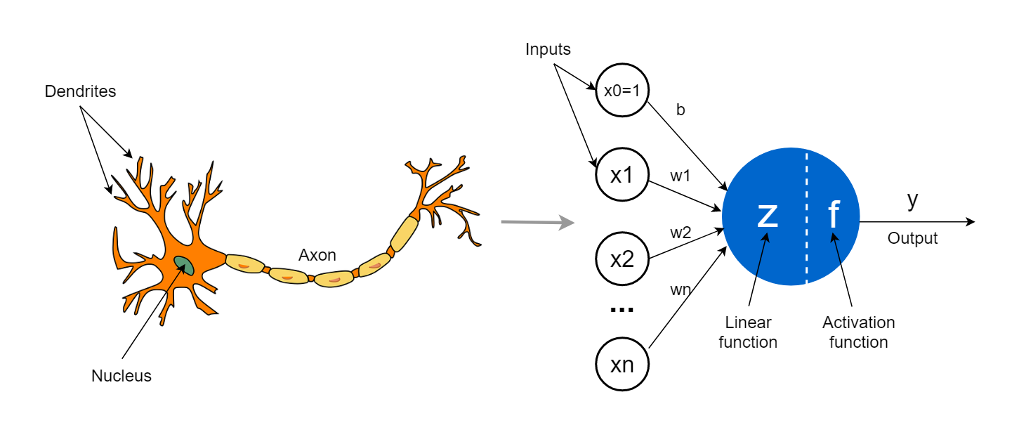 perceptron model